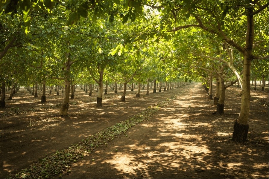 California walnut orchard