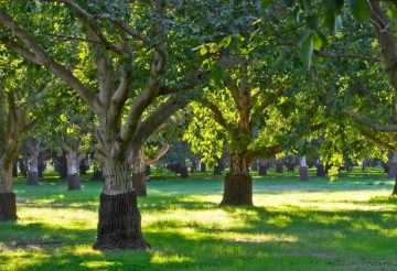 walnut orchard