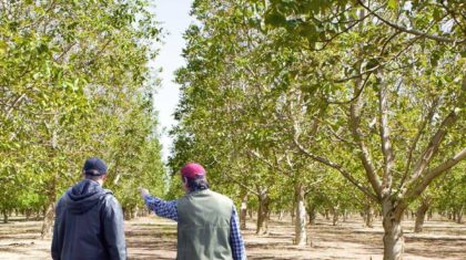 California Walnut Industry Expects Quality Crop Early