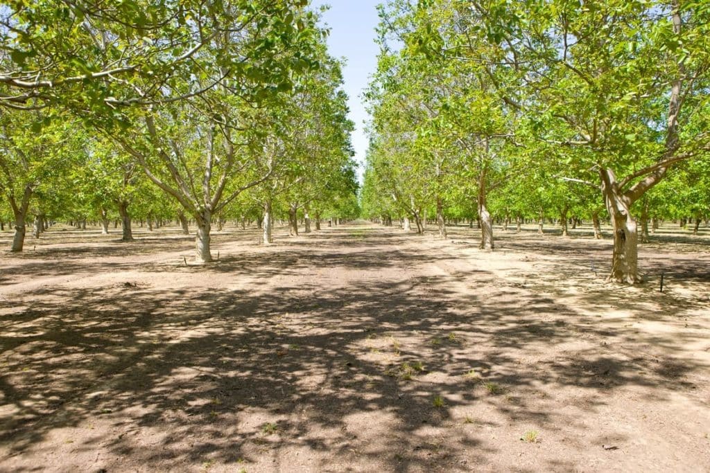 California walnut orchard