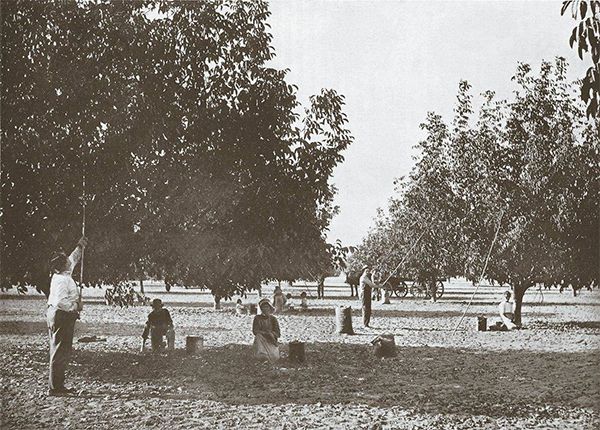 walnut harvesting