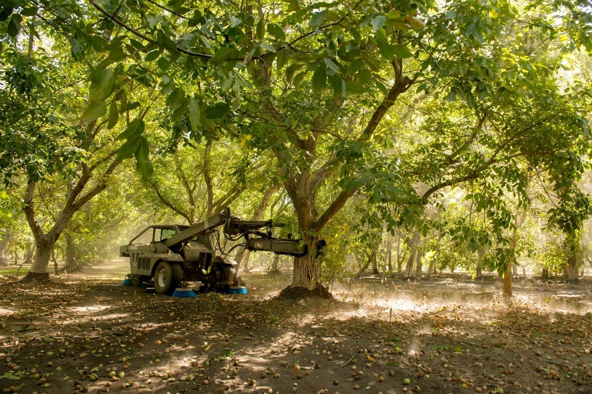 California walnut harvesting