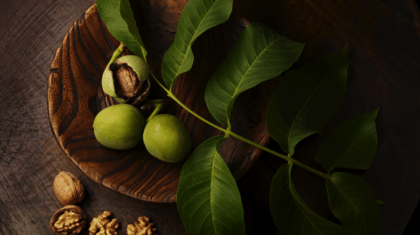 Root to Nut with California Walnuts