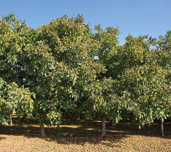 california walnut orchard