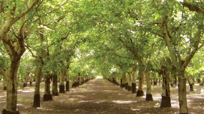 walnut orchards