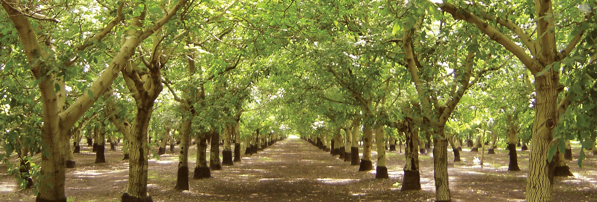 Getting the Most Out of Production Research - California Walnuts