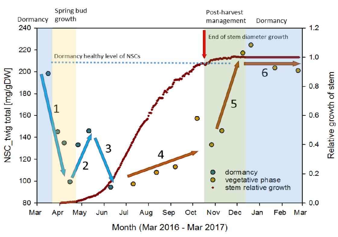 figure 3 change in carbohydrate content in walnut shoots