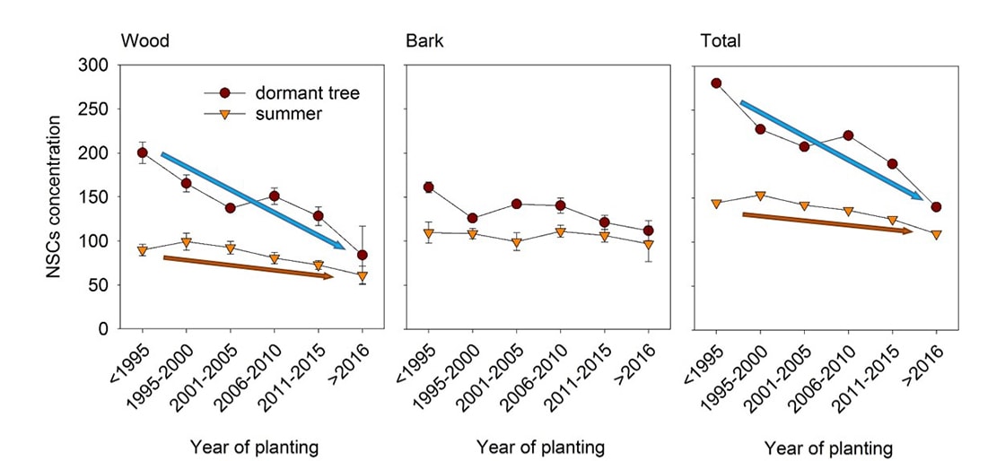 Figure 5 Relationship between tree age and carbohydrate content