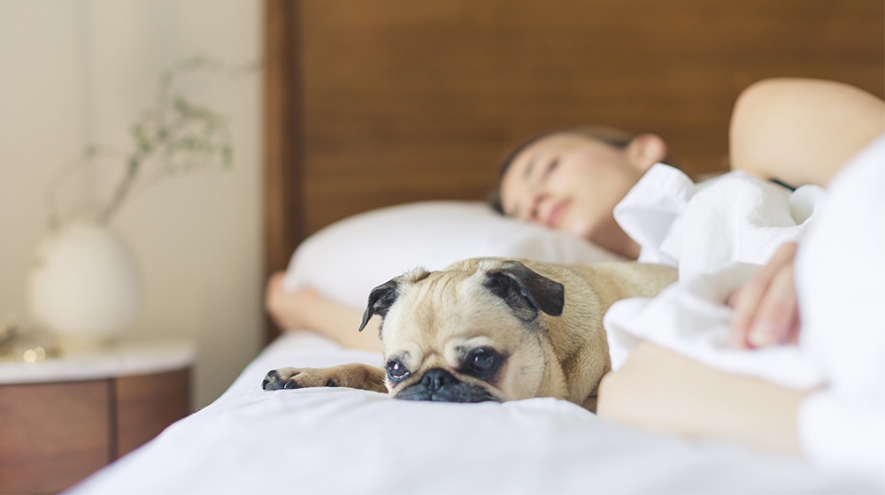 Dog Healthy Sleep