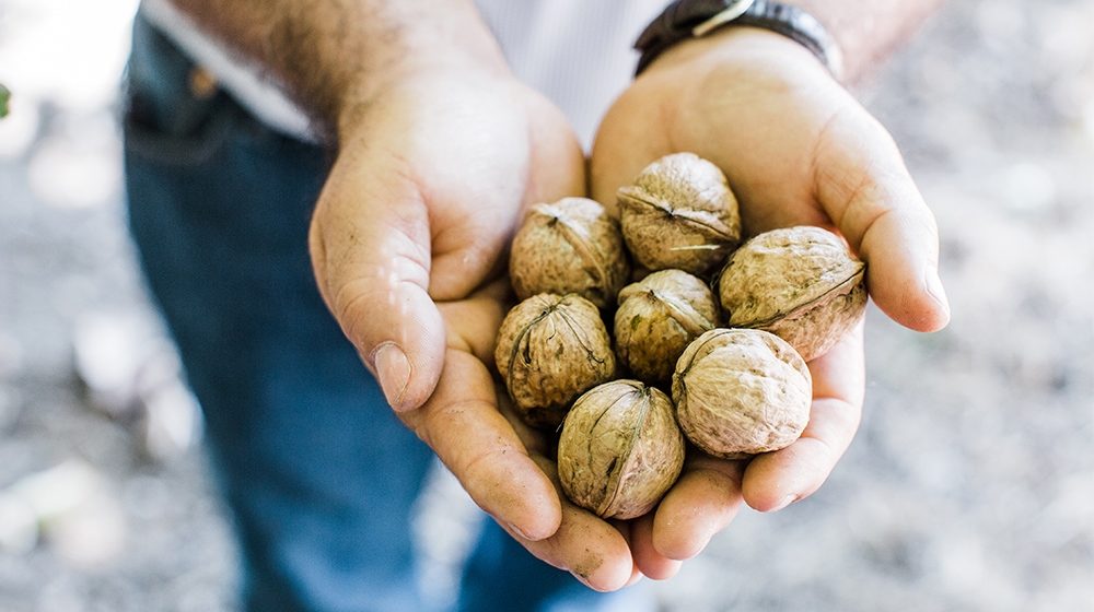 walnut farmer hands