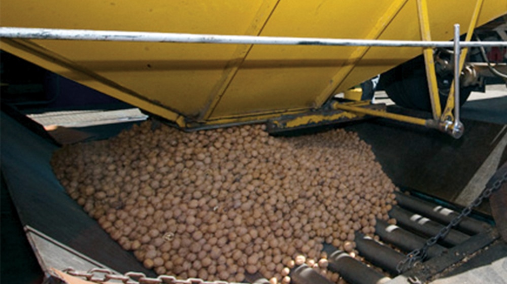 grading walnuts