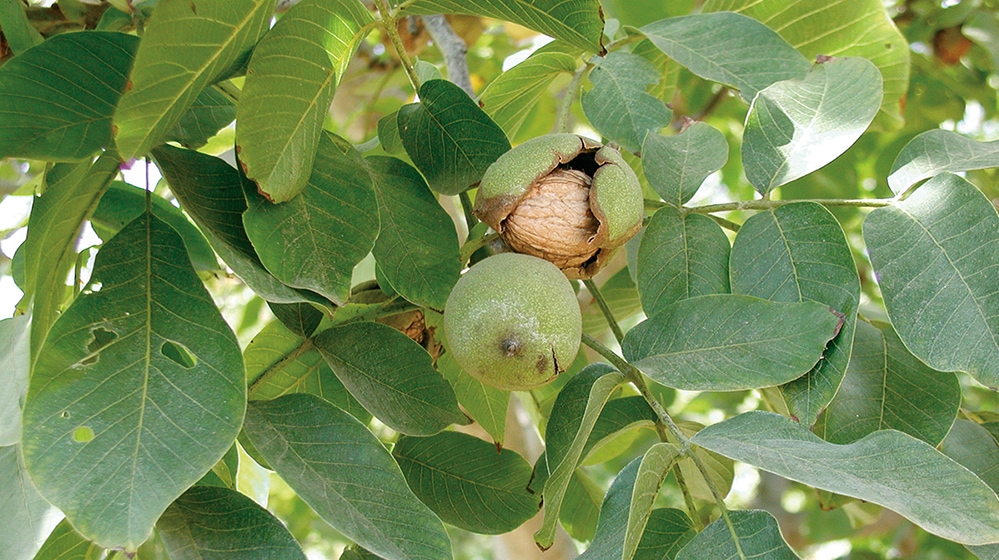 harvest walnuts