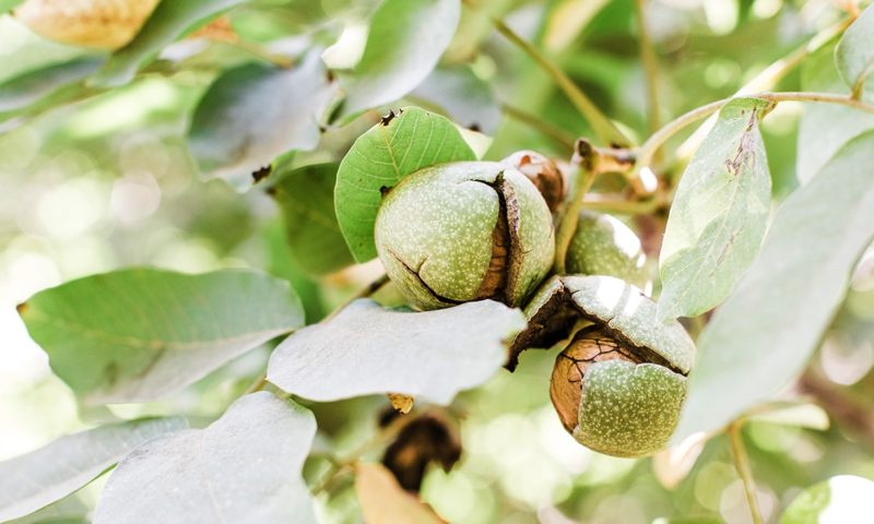 walnut tree nut