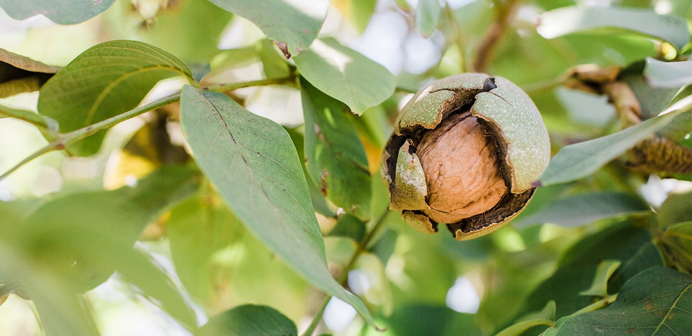 Fall and Winter Walnut Management Considerations - California Walnuts