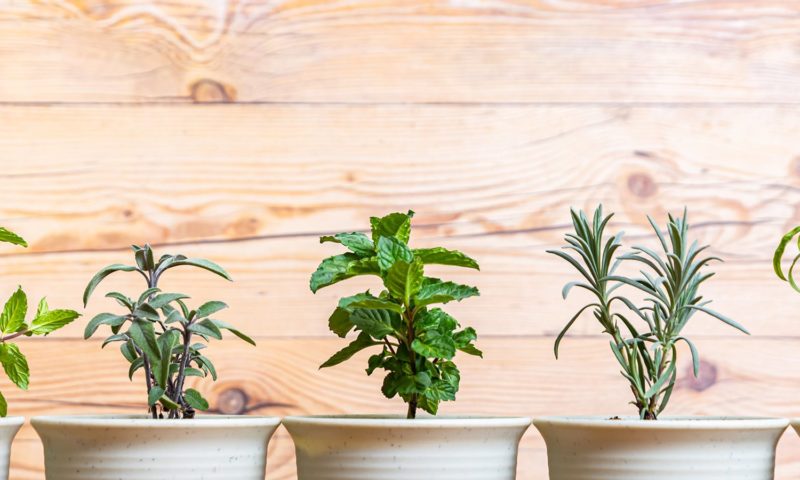 Herb Garden