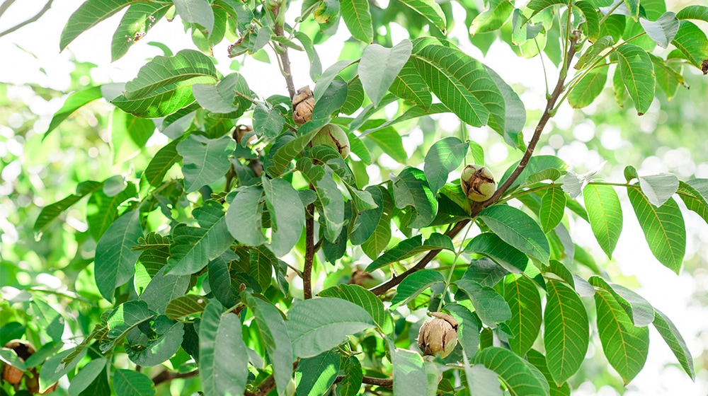 Walnut Orchard