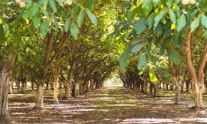 The Walnut Growing Process California Walnuts | Free Nude Porn Photos