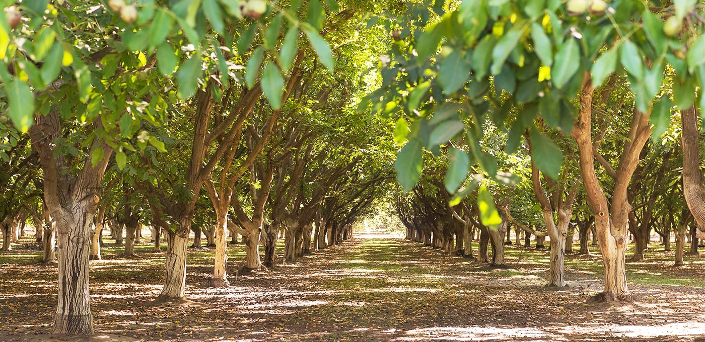 17 Things You Never Knew About Walnuts California Walnuts