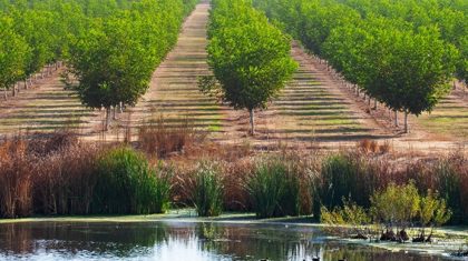 Walnut Orchard