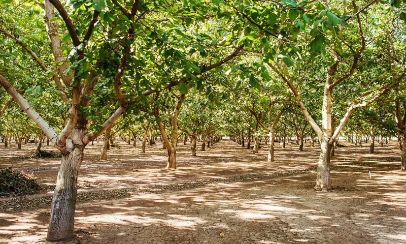 Walnut Orchard