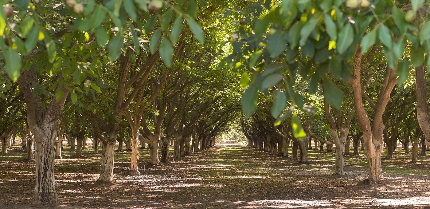 What Kind Of Orchard Is Mango