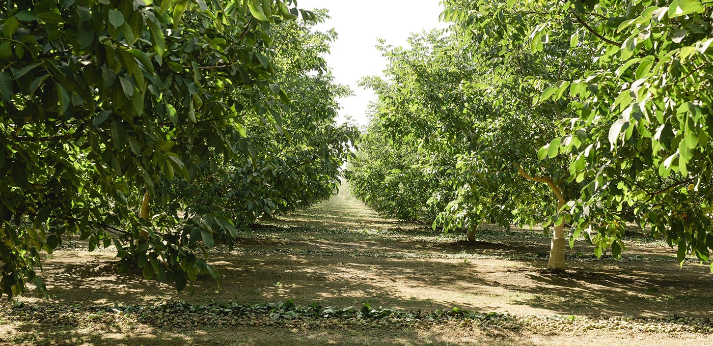 Fall Walnut Orchard Management Considerations - California Walnuts
