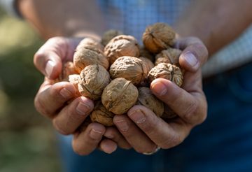 Hands Holding Walnuts