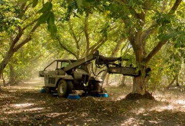 California Marketable Walnut Position Reports